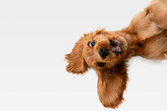 Goofy upside-down dog with tongue out